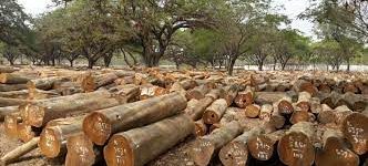 Harga Kayu Jati, Furnitur, Budaya Masyarakat