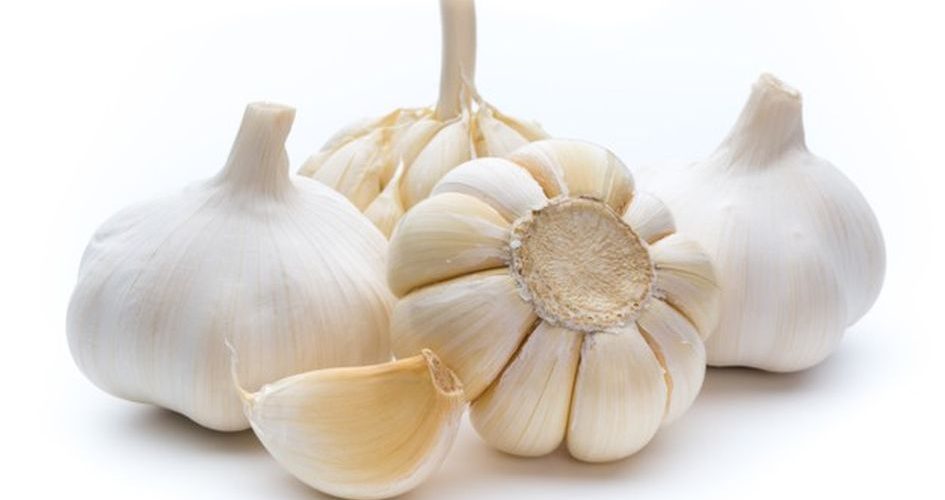 peluang usaha  bawang putih