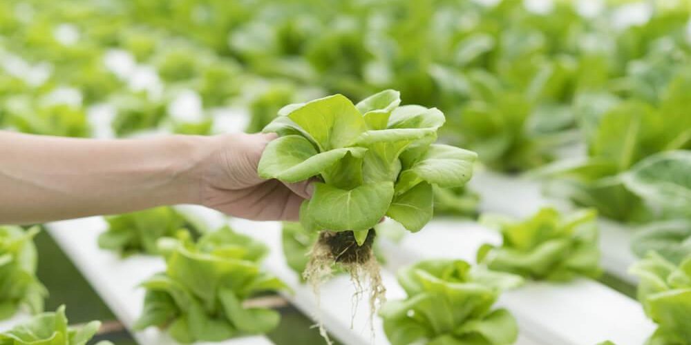 bisnis sayur organik