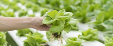 bisnis sayur organik