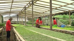 bisnis sayur organik