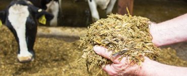 bisnis pakan ternak sapi