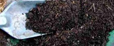 bisnis sampah organik