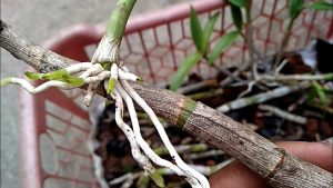 Cara memperbanyak anggrek dengan stek