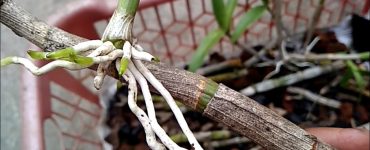 Cara memperbanyak anggrek dengan stek