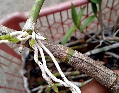 Cara memperbanyak anggrek dengan stek