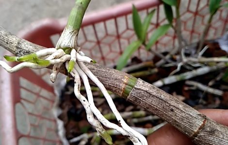 Cara memperbanyak anggrek dengan stek