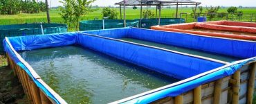 Manajemen kualitas air kolam lele