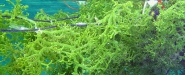 usaha rumput laut